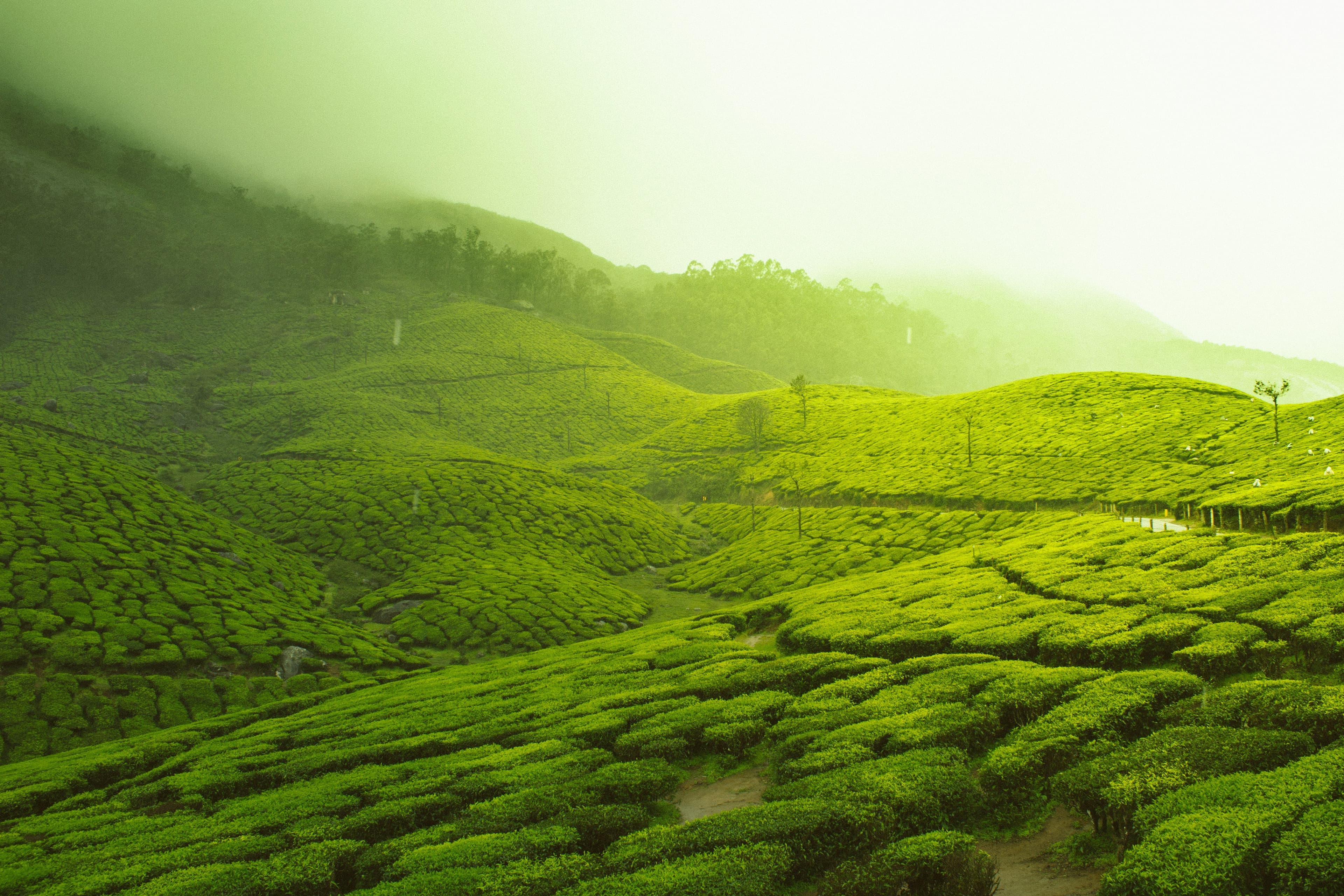 The Tea Project